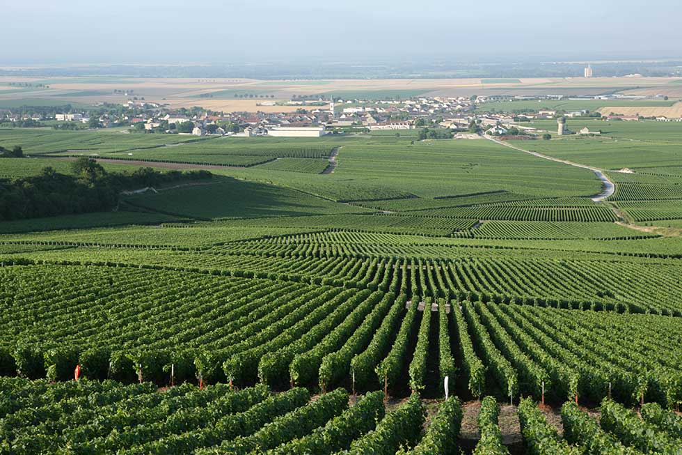 Vingoble à Bouzy au pied de la Montagne de Reims