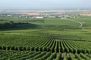 Vingoble à Bouzy au pied de la Montagne de Reims